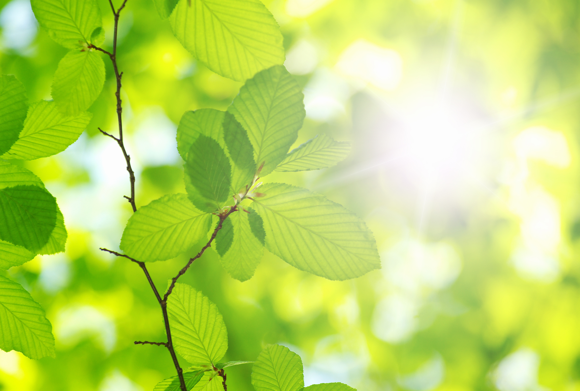 Research Theme 1. Photo credits: Shutterstock (https://education.nationalgeographic.org/resource/photosynthesis/)